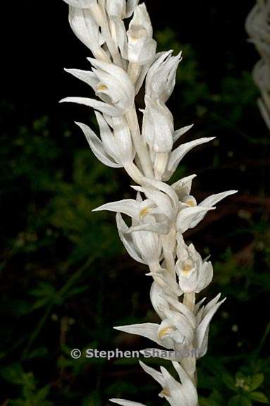 cephalanthera austiniae 5 graphic